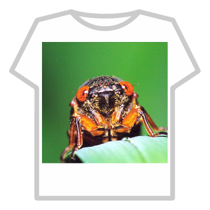 Cicada